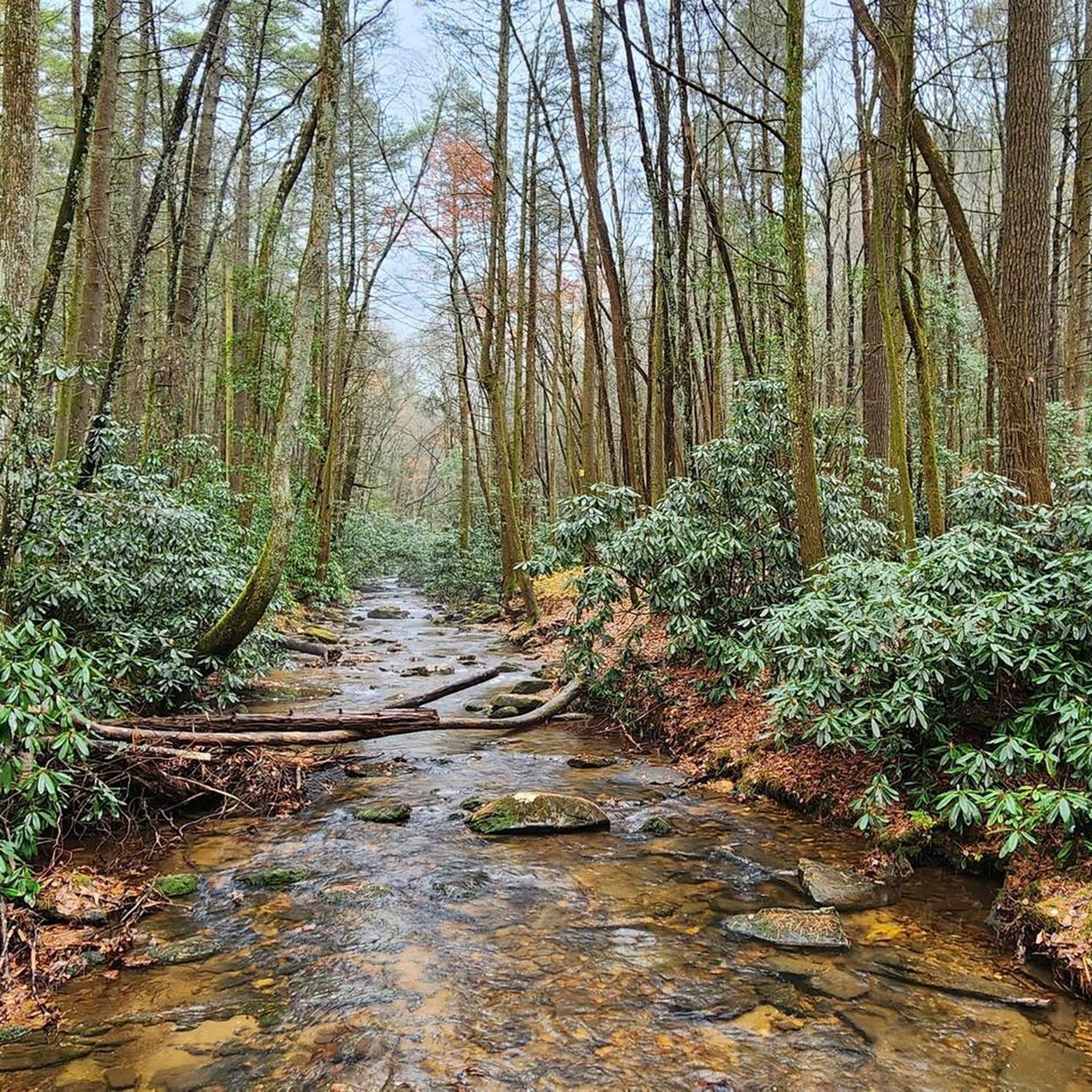 Hikes of Georgia