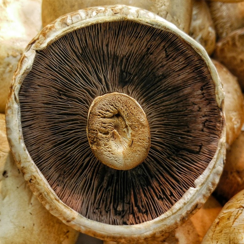 Mushroom Club of Georgia